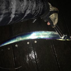 アジングで珍客