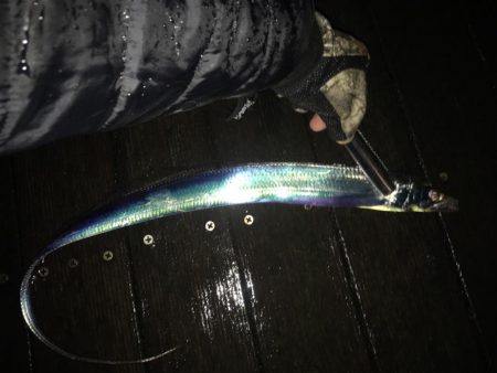 アジングで珍客