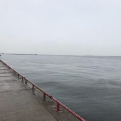 タチウオ、サゴシ