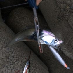 タチサゴハマチ！久しぶりの三種コンプ