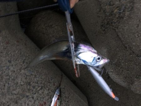 タチサゴハマチ！久しぶりの三種コンプ