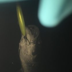 河川 ウェーディング