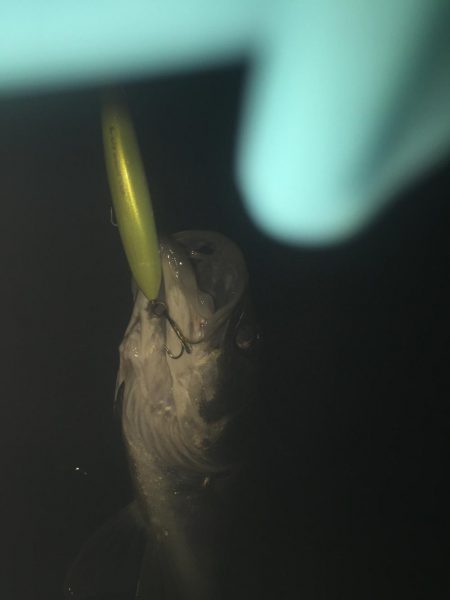 河川 ウェーディング