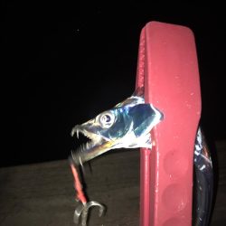 嵐の前のタチウオ調査