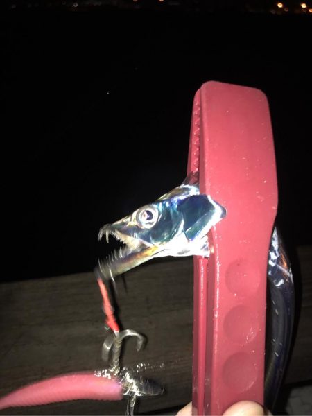 嵐の前のタチウオ調査