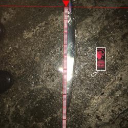 シーバスのはずが(^^;