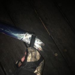 大阪奥湾ワインド 中央突堤