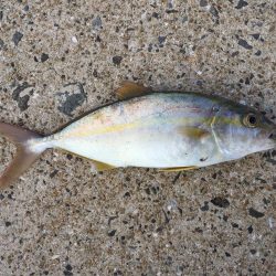 朝マズメ 1時間