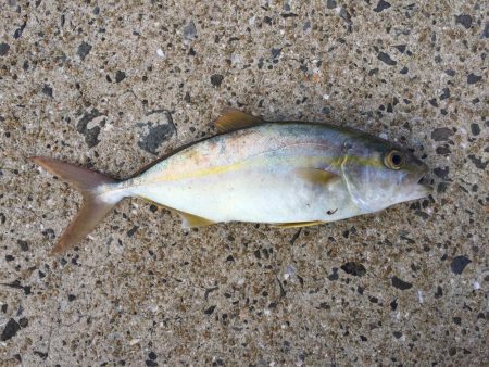 朝マズメ 1時間