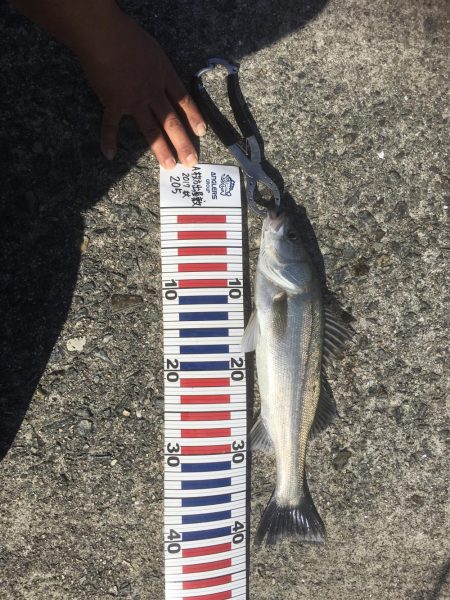 青物、タチウオのはずが