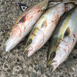 これぞ台風後の…?