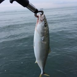 朝まづめショアジギング