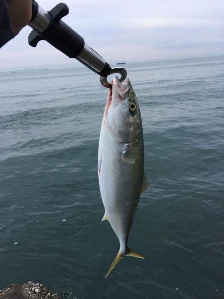 朝まづめショアジギング