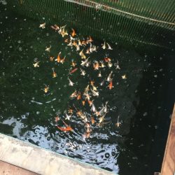 金魚釣り