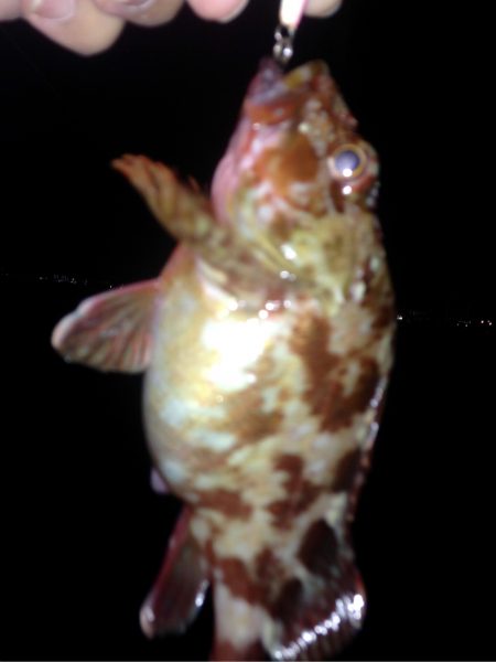 アジの群れ知りませんか？