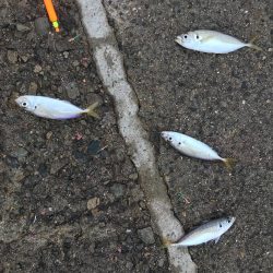 鳴尾浜海釣り広場