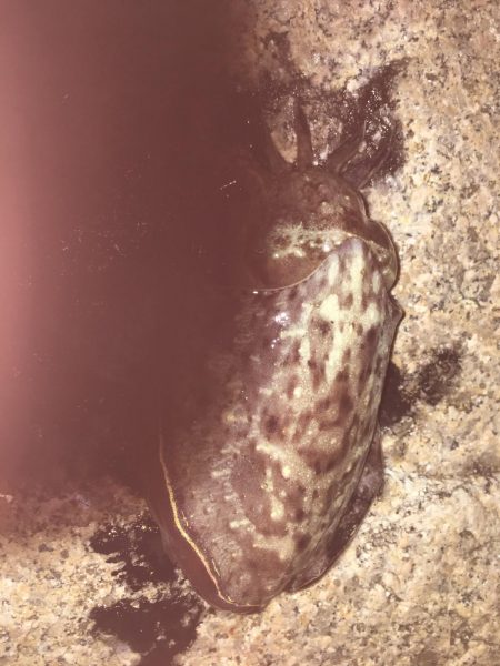 アオリイカは、どこへ