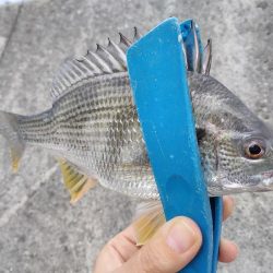 濁りの淡路島、アオリイカ反応なし