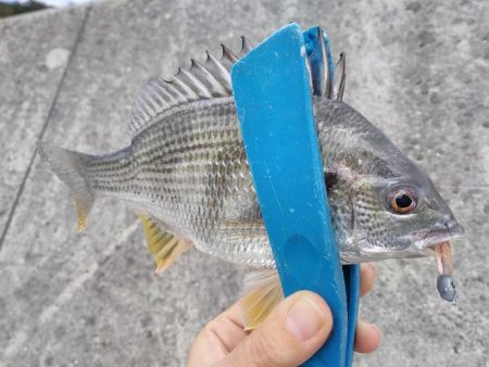 濁りの淡路島、アオリイカ反応なし