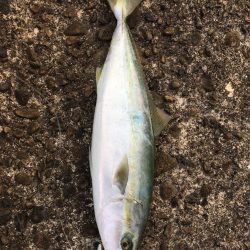 日和佐赤灯台 ハマチ 47cm