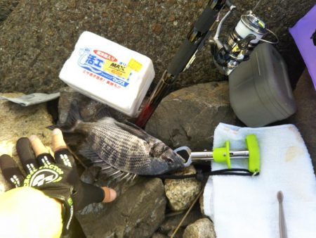 初めての大物黒鯛（チヌ）