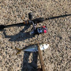 アジはやっぱり福良