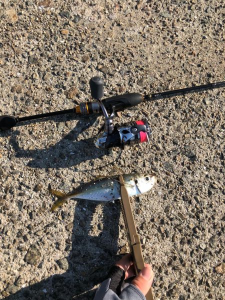 アジはやっぱり福良