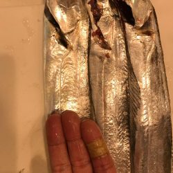 ポーアイ タチウオ渋い。。。