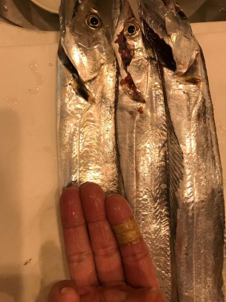 ポーアイ タチウオ渋い。。。