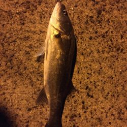 なんとか取れました