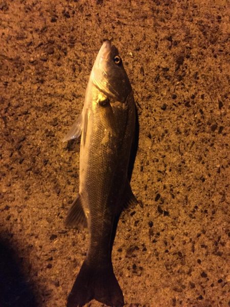 なんとか取れました