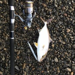 大里松原海岸 シオ 36cm