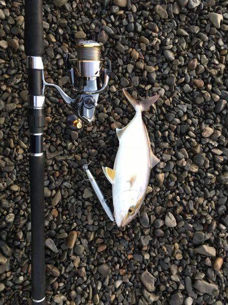 大里松原海岸 シオ 36cm