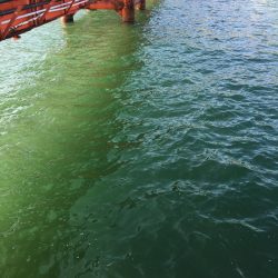 ノマセ初挑戦からの…エギング