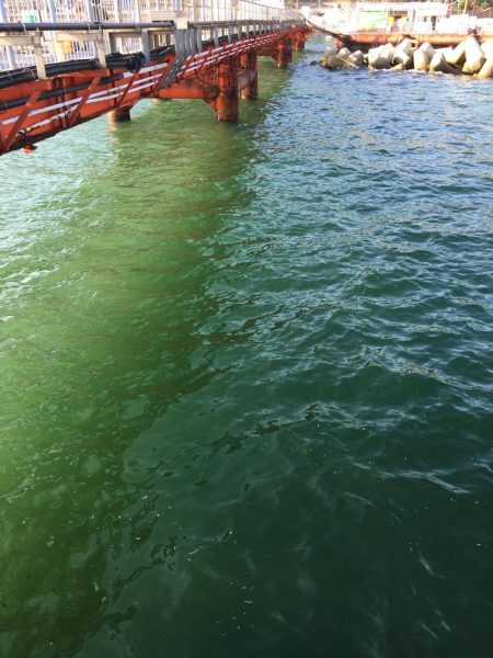 ノマセ初挑戦からの…エギング