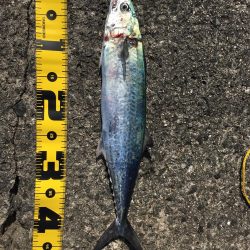 15ヒット11キャッチ したしぶりにハマチ釣れました