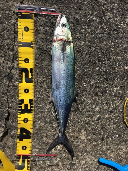 15ヒット11キャッチ したしぶりにハマチ釣れました