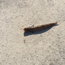 ショアジギング