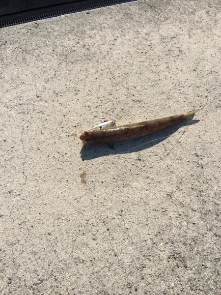 ショアジギング