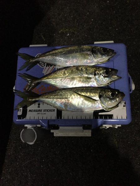 尺アジのはずが