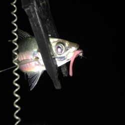 湾奥中アジ狩り