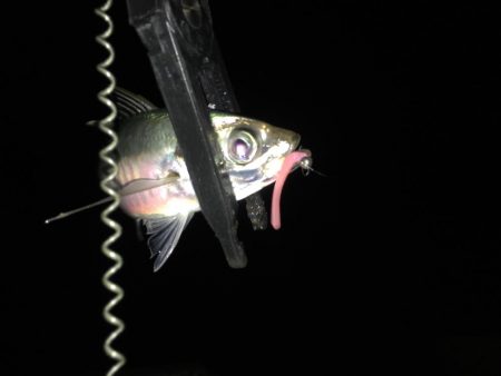 湾奥中アジ狩り