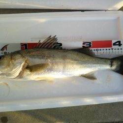 阿南市の大野突堤でタチウオとシーバス