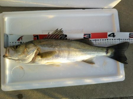 阿南市の大野突堤でタチウオとシーバス