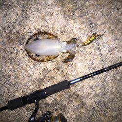 メバルの時期到来か？