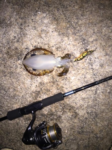 メバルの時期到来か？