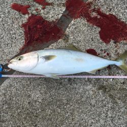 青物ボイル多数