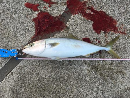 青物ボイル多数