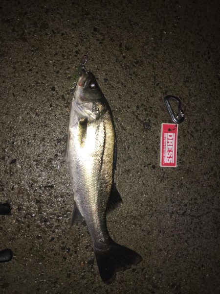 カタクチスーパーボイル！