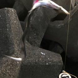 アタリはあるが…